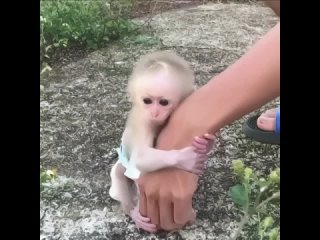 cute monkey